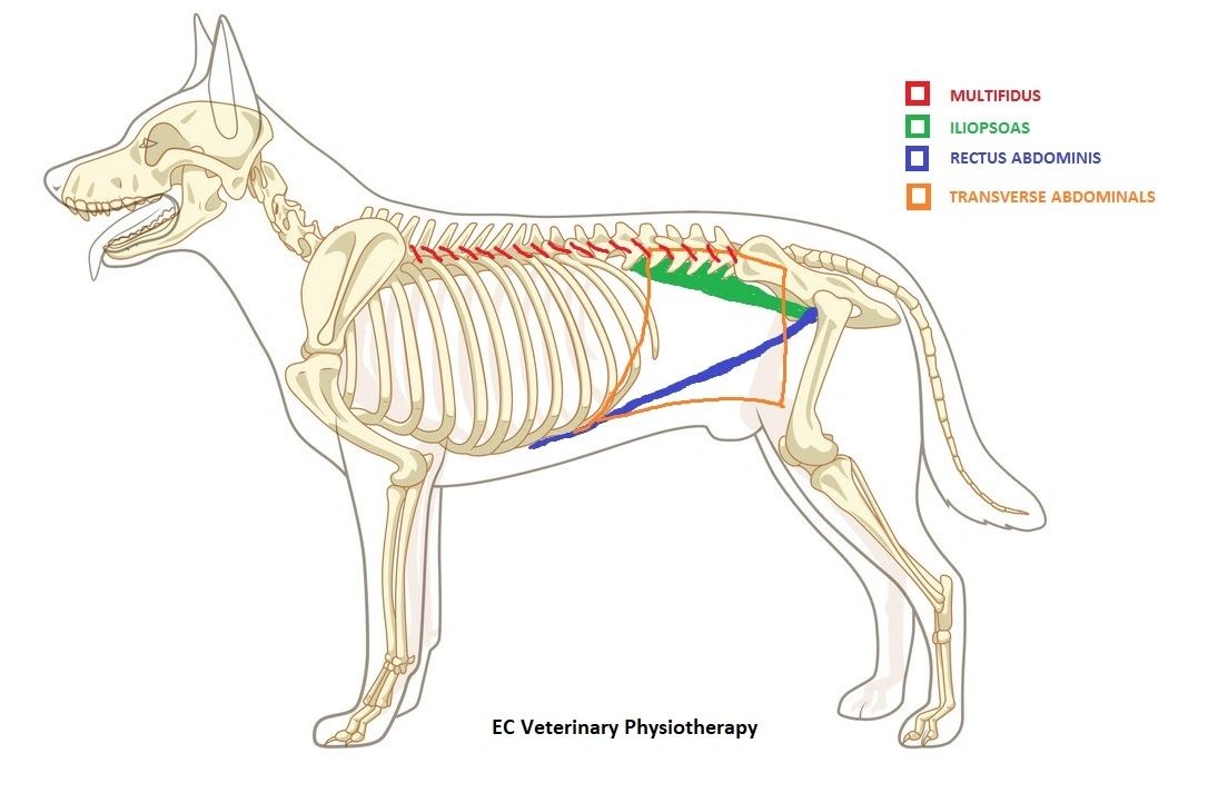 Iliopsoas Muscle Dog